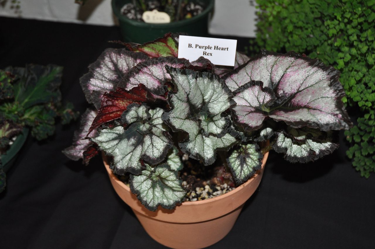 B. ‘Purple Heart’